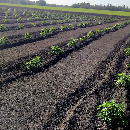 beautiful vegetable fields.jpeg