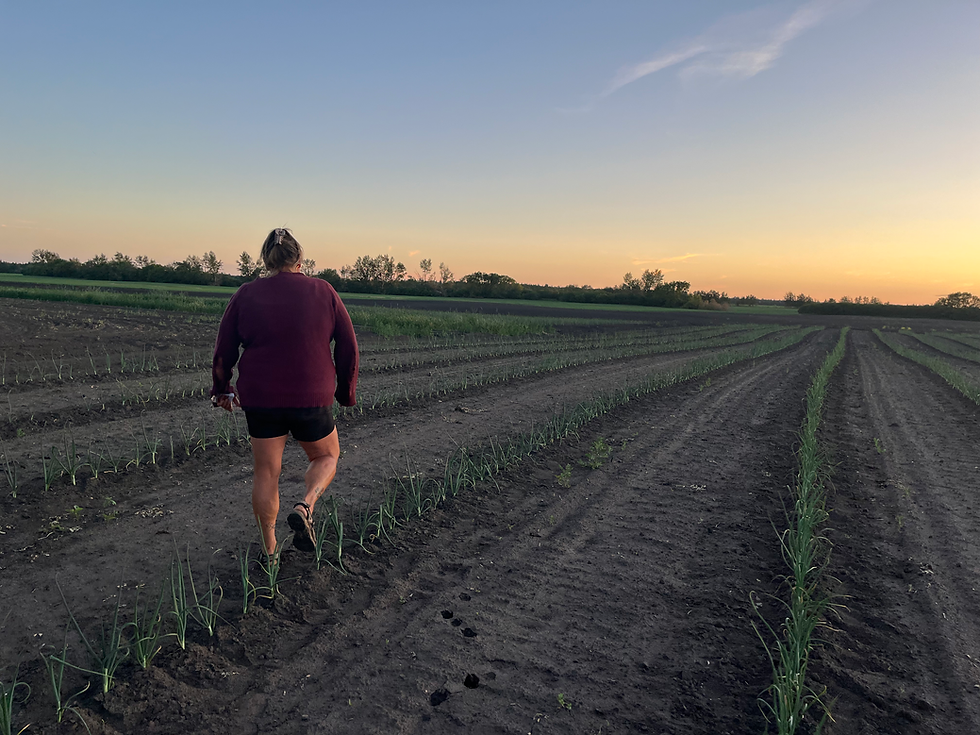 Thumbnail: 2026 Garlic Crop Pre Order Sale