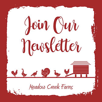 Newsletter signup.jpeg