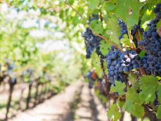 Veraison