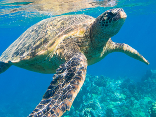 World Sea Turtle Day: Honouring Ancient Mariners and Protecting Their Future