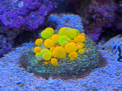 An Ode to Fun Guys - Mushrooms and Corals