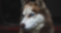 Good-looking husky portrait with her charming eyes_edited_edited_edited.png
