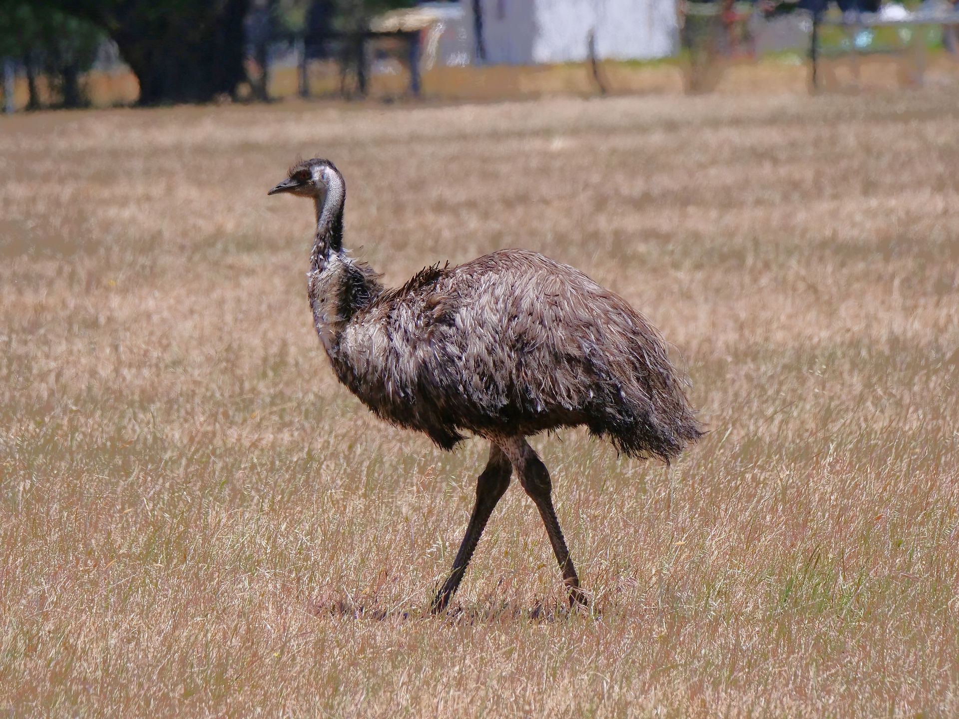 Emu