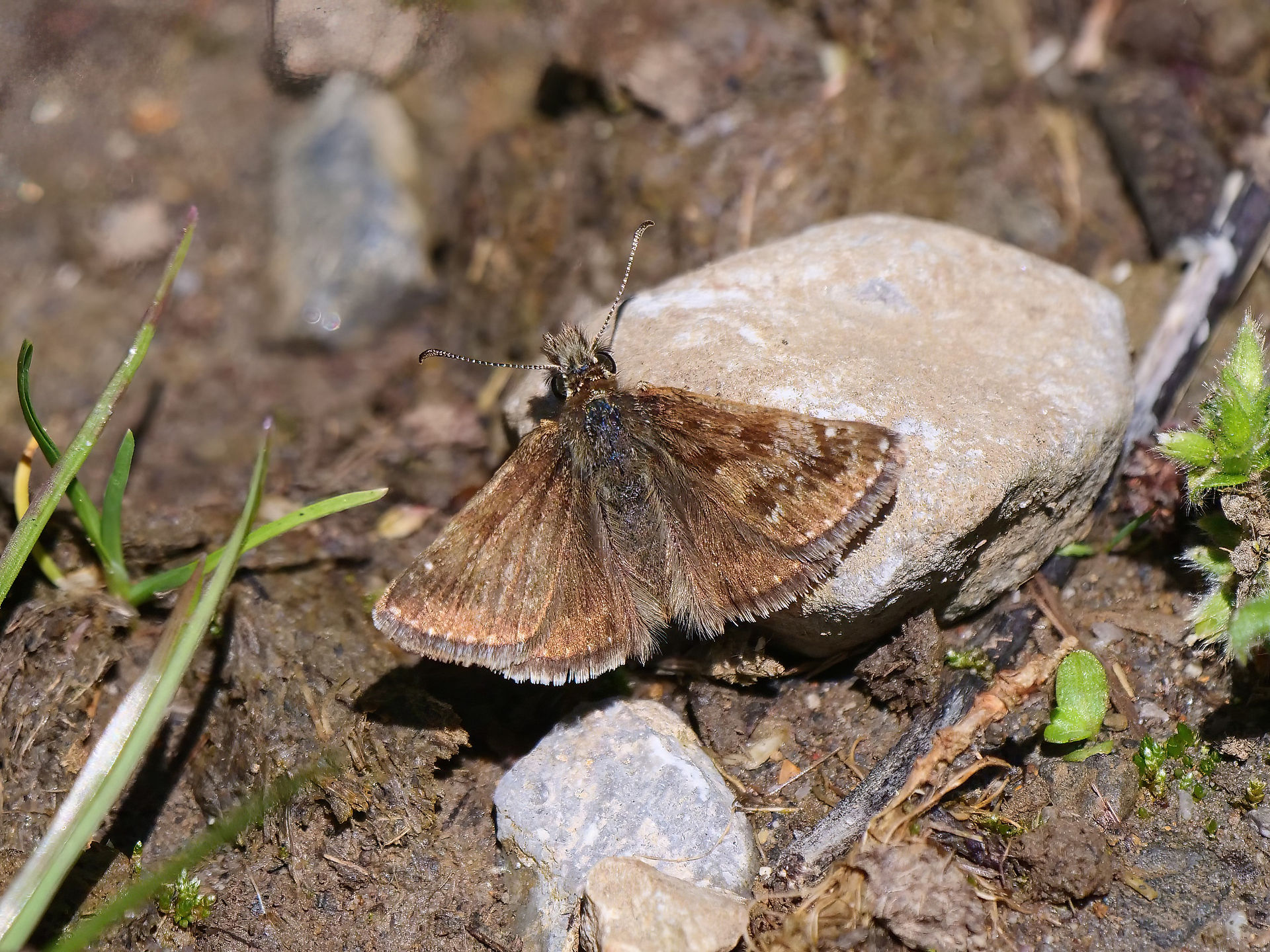 Dingy Skipper
