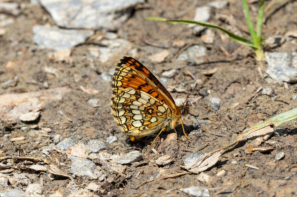 Southern Heath Fritillary II Leukerbad 27 May 2026