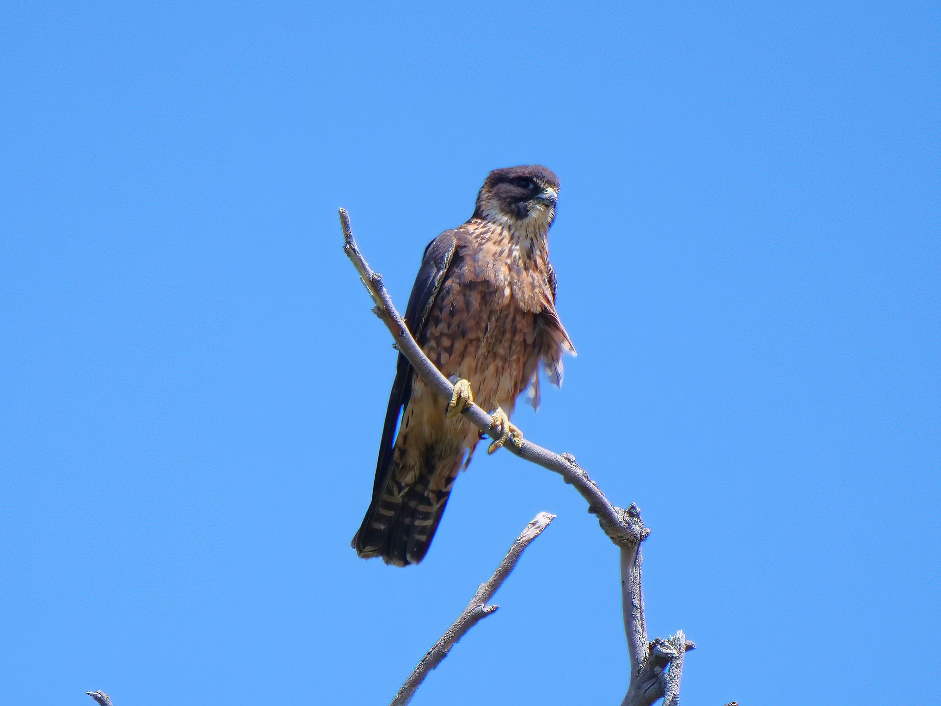 Australian Hobby