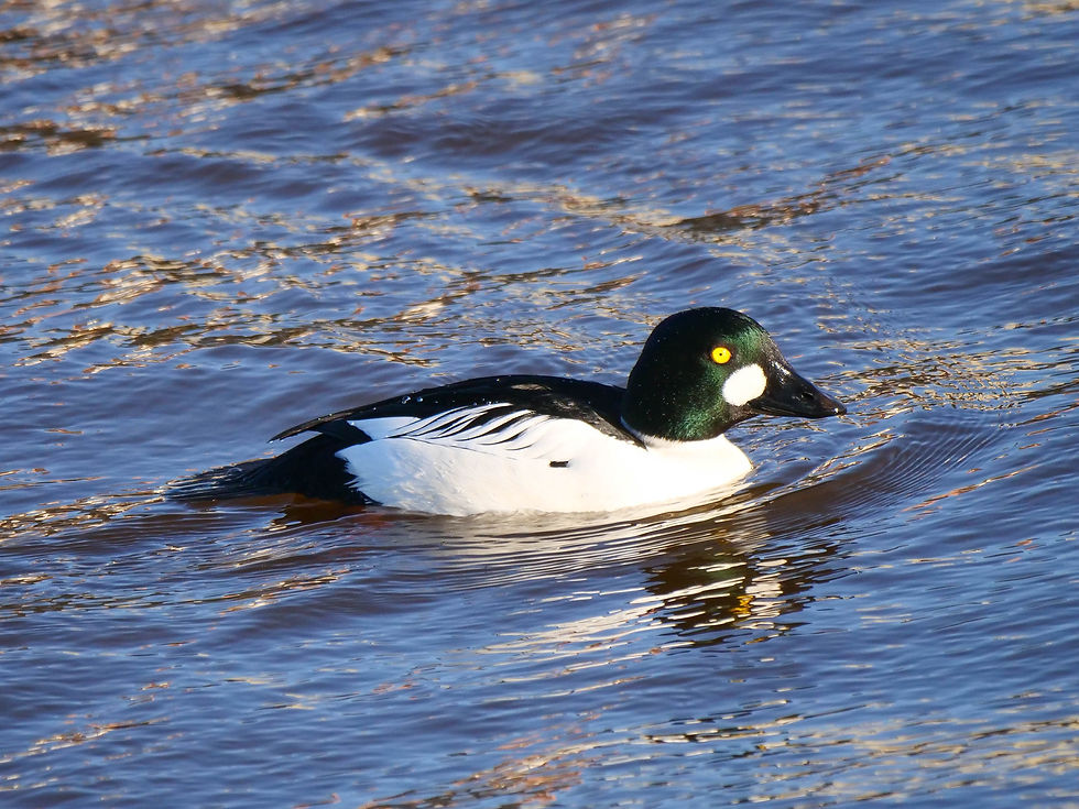 male Goldeneye