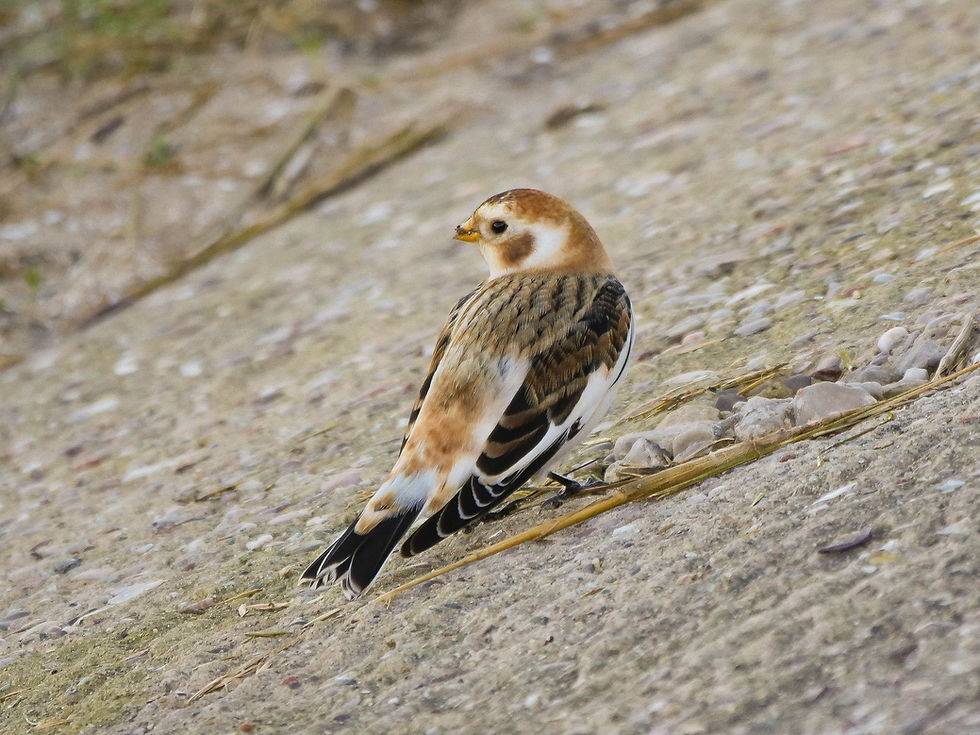 Snow Bunting