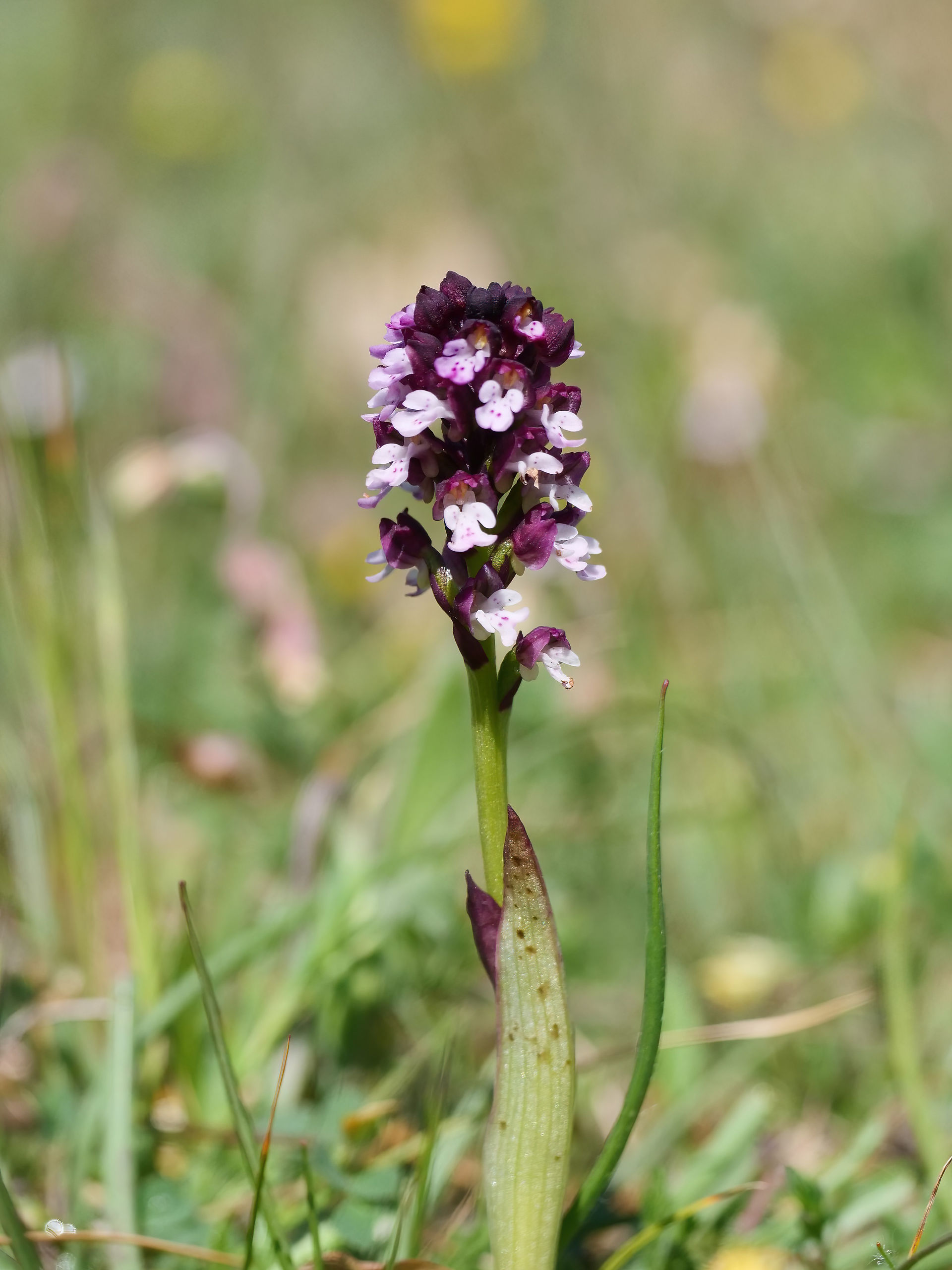 Burnt Orchid