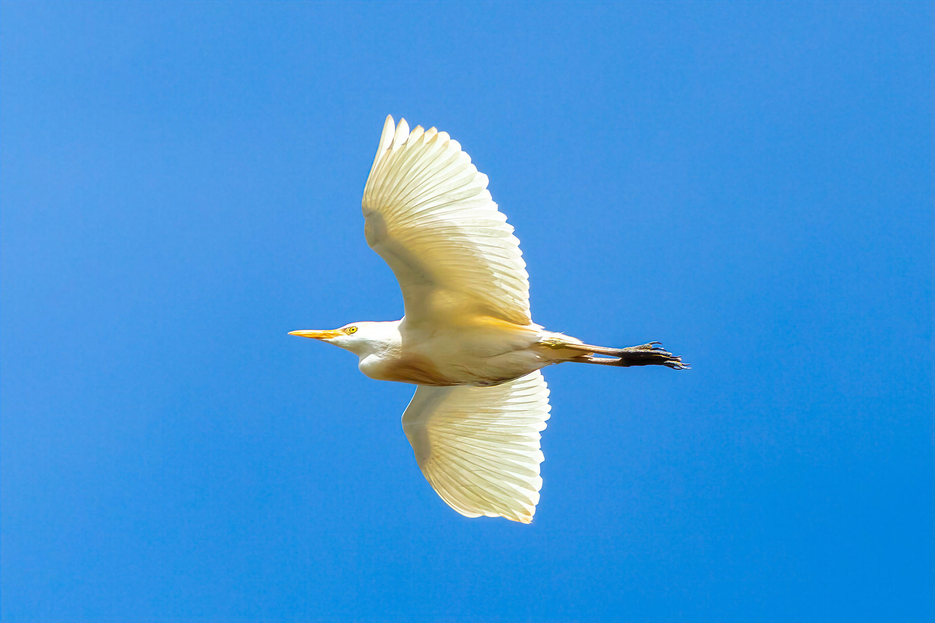 Cattle Egret
