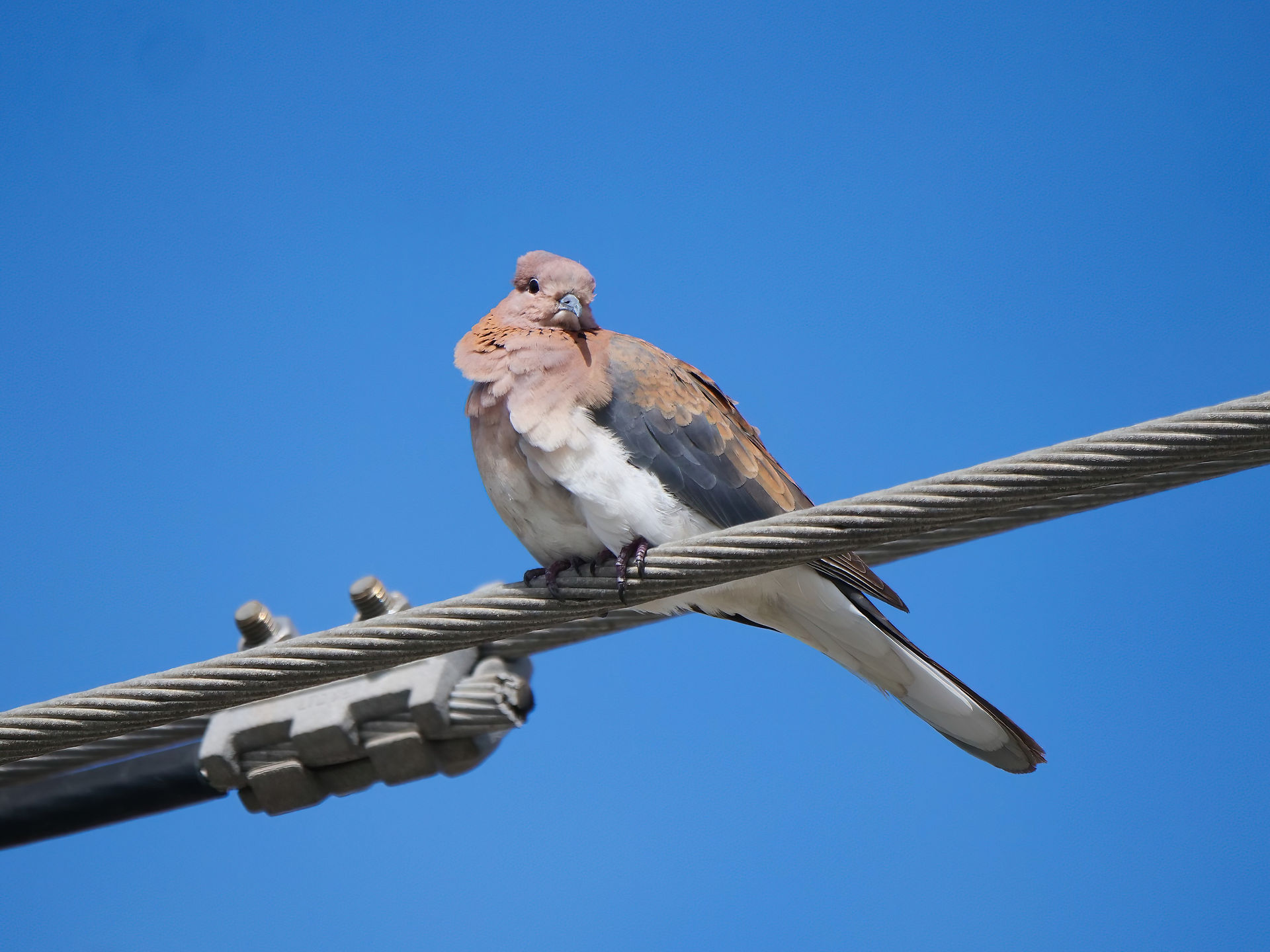 Laughing Dove