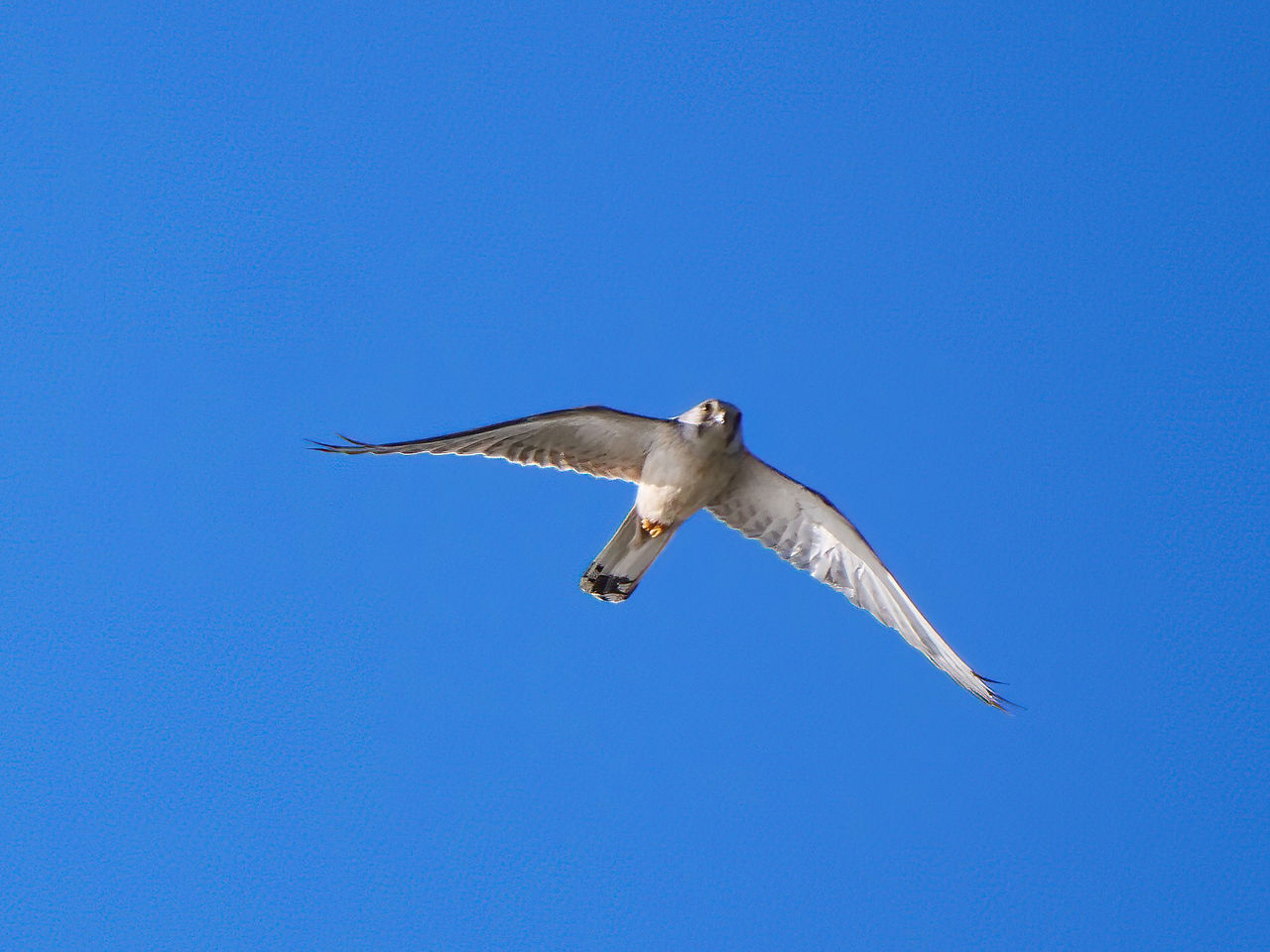 Nankeen Kestrel