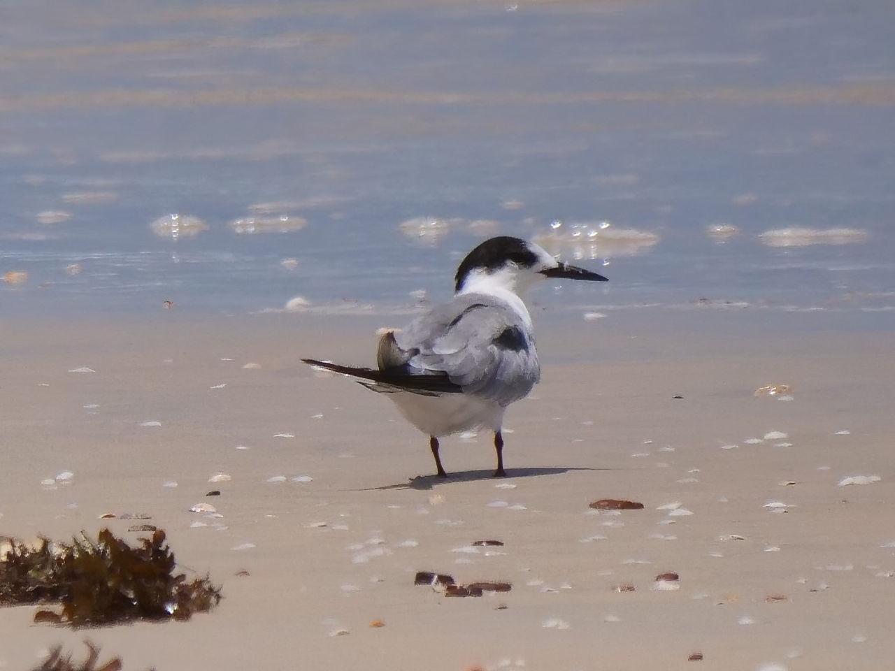 Roseate Tern