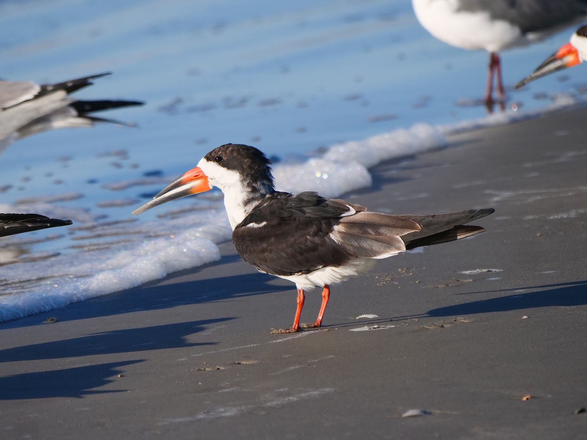 Black Skimmer