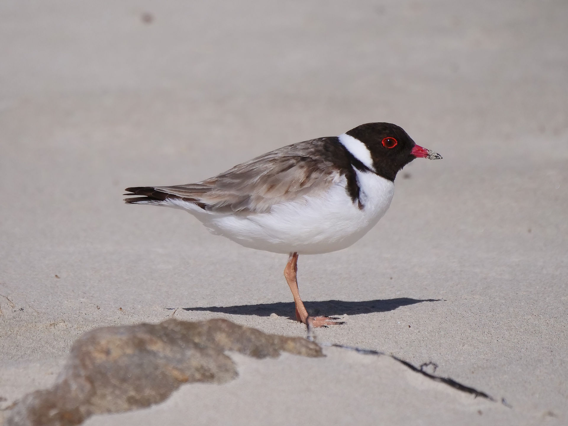 Hooded Plover