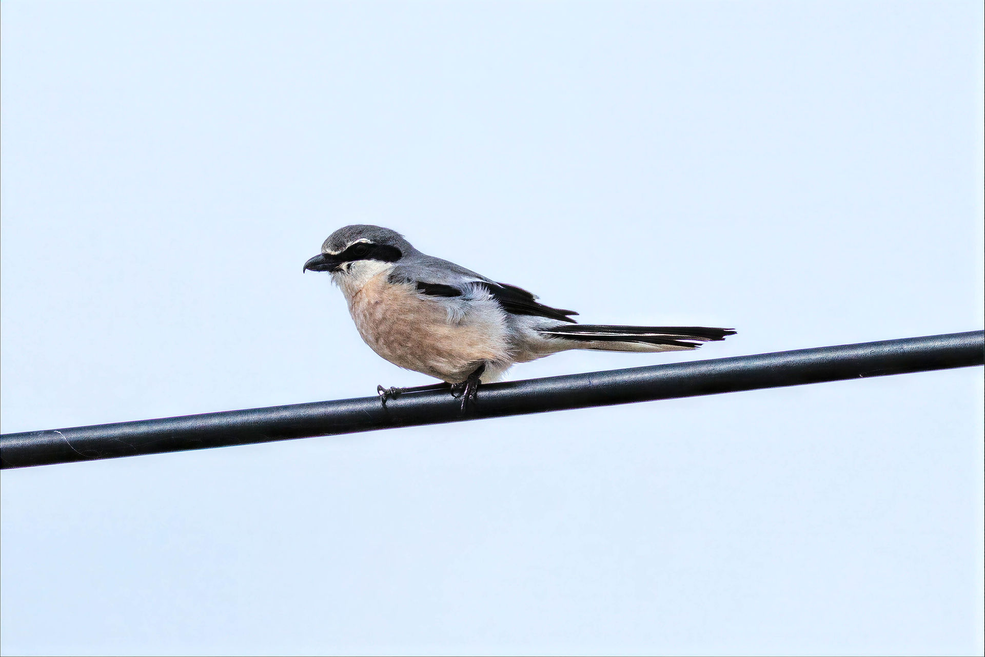 Southern Grey Shrike