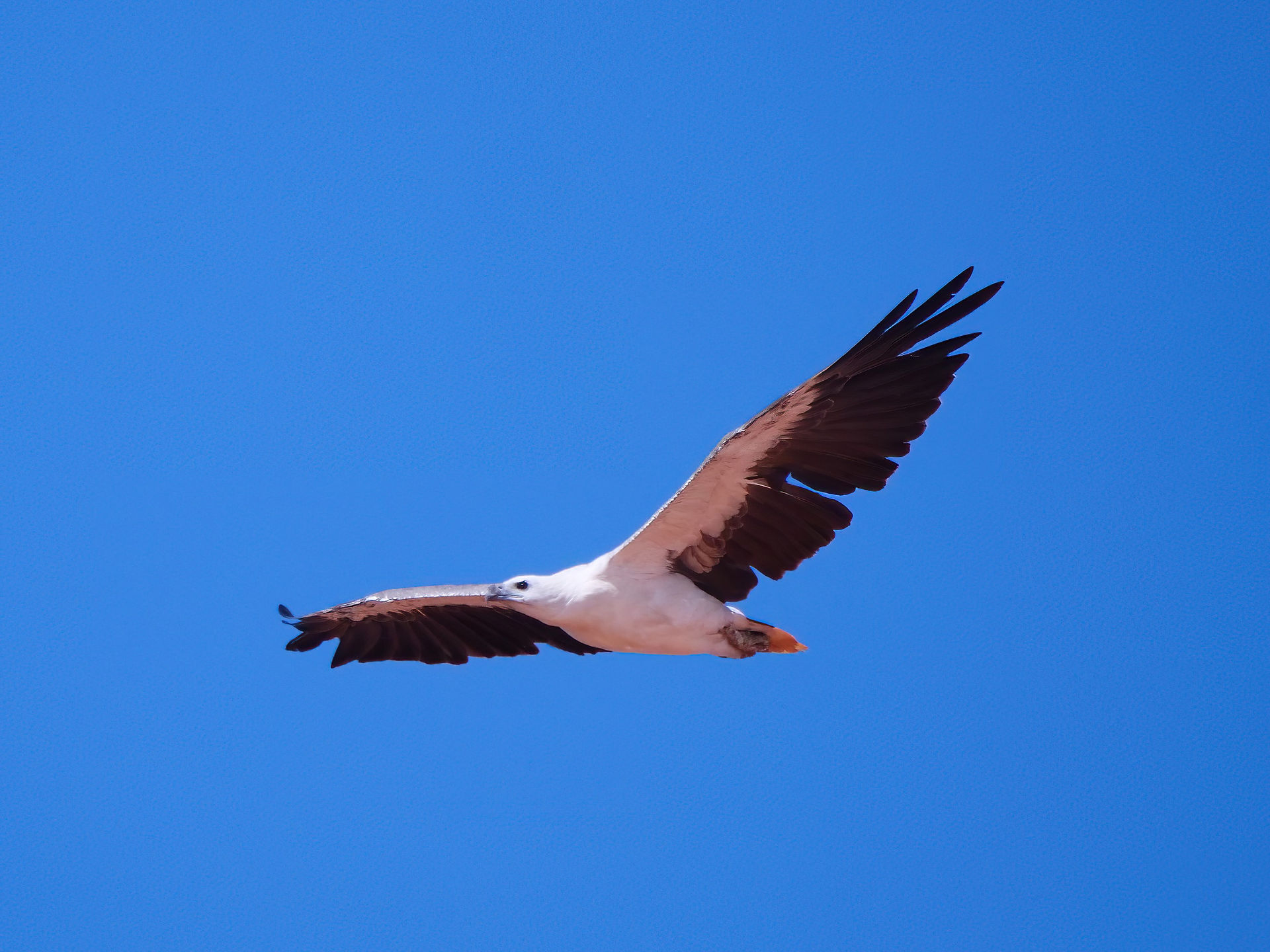 White-bellied Sea-eagle