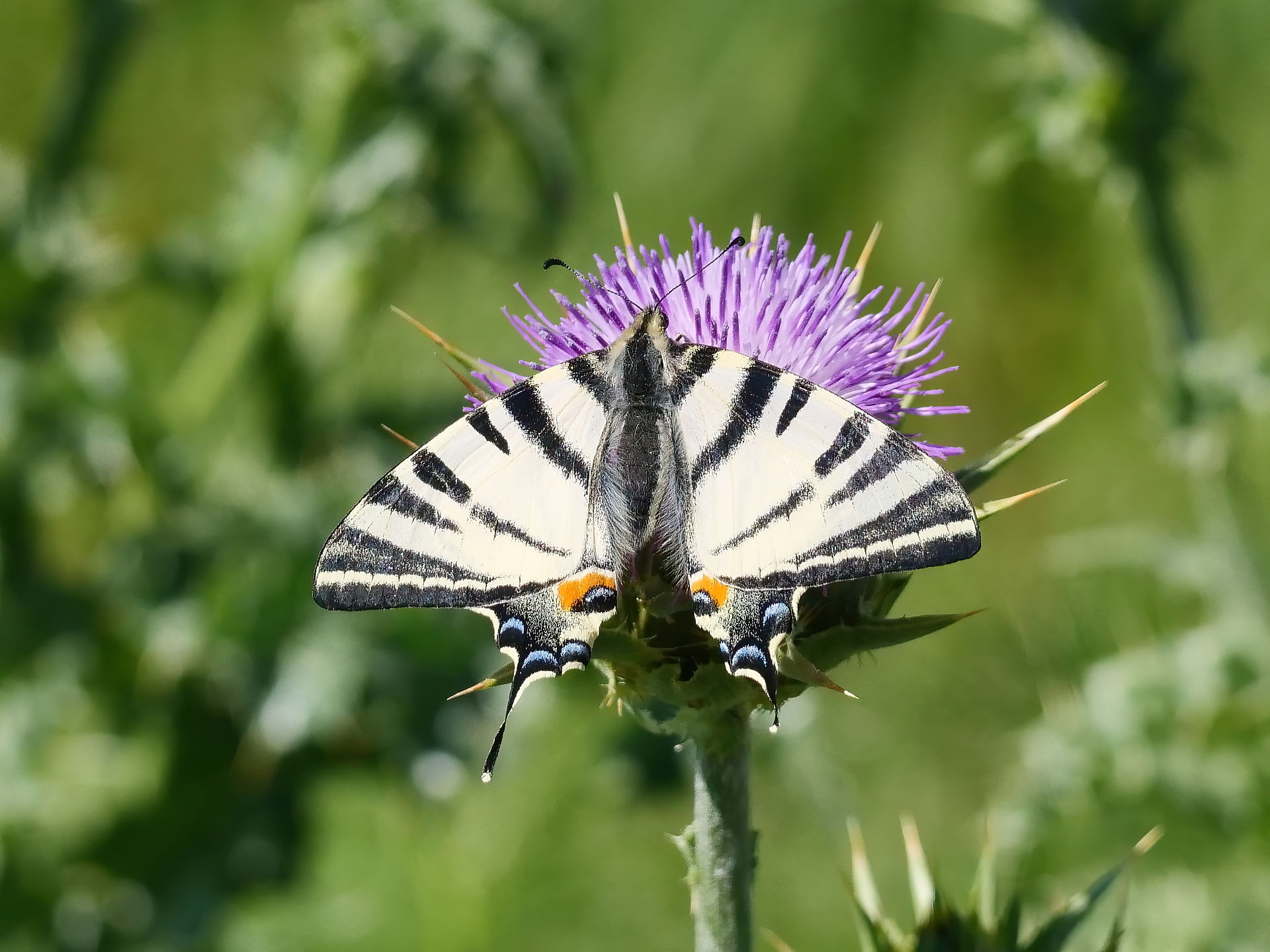 Scarce Swallowtail