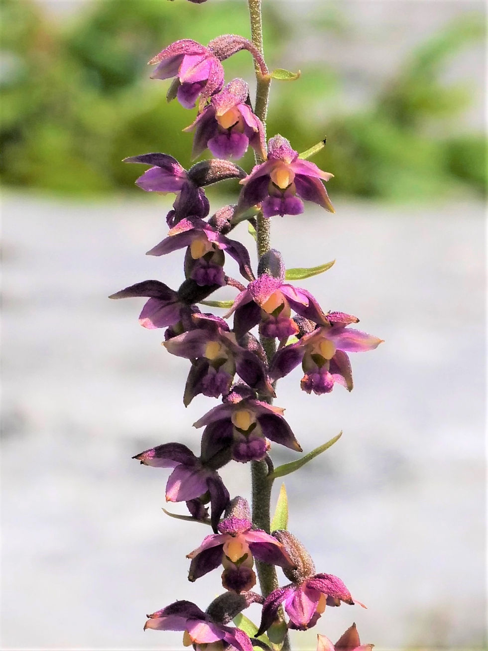 Dark Red Helleborine
