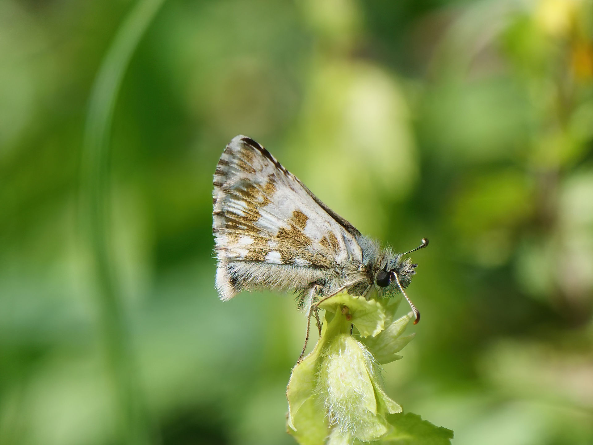 Dusky Grizzled Skipper