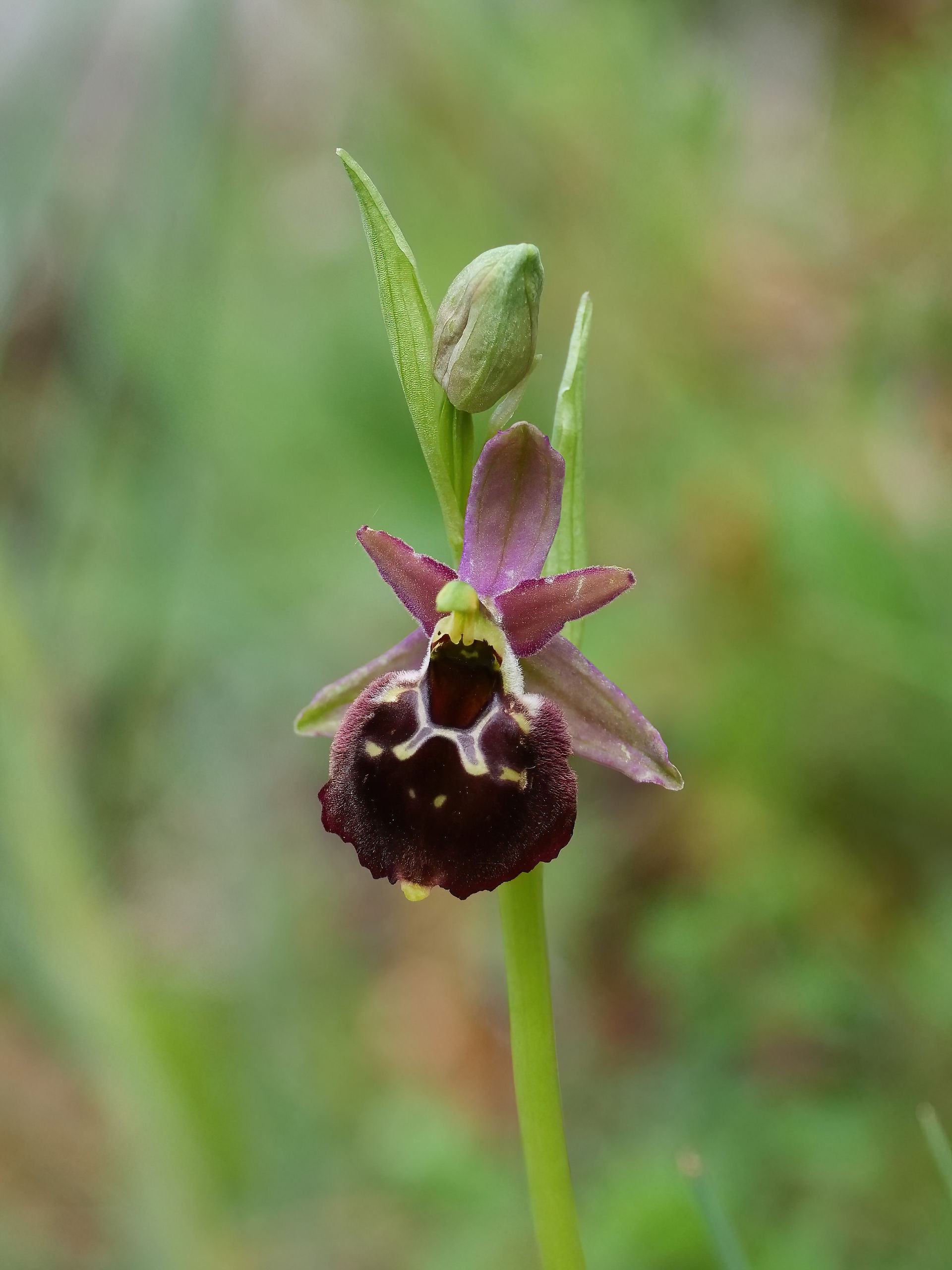 Ophrys crabronifera