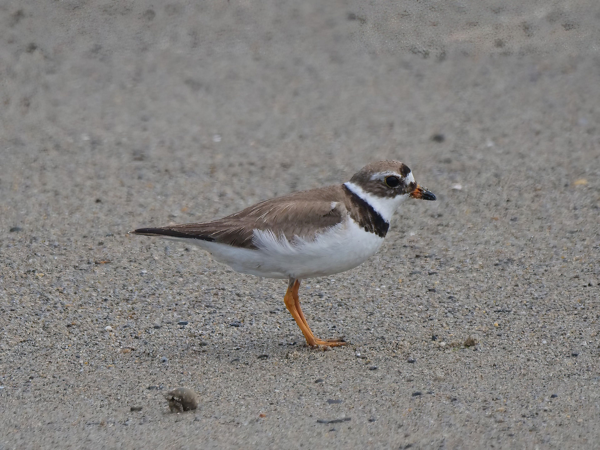 Semipalmated Plover