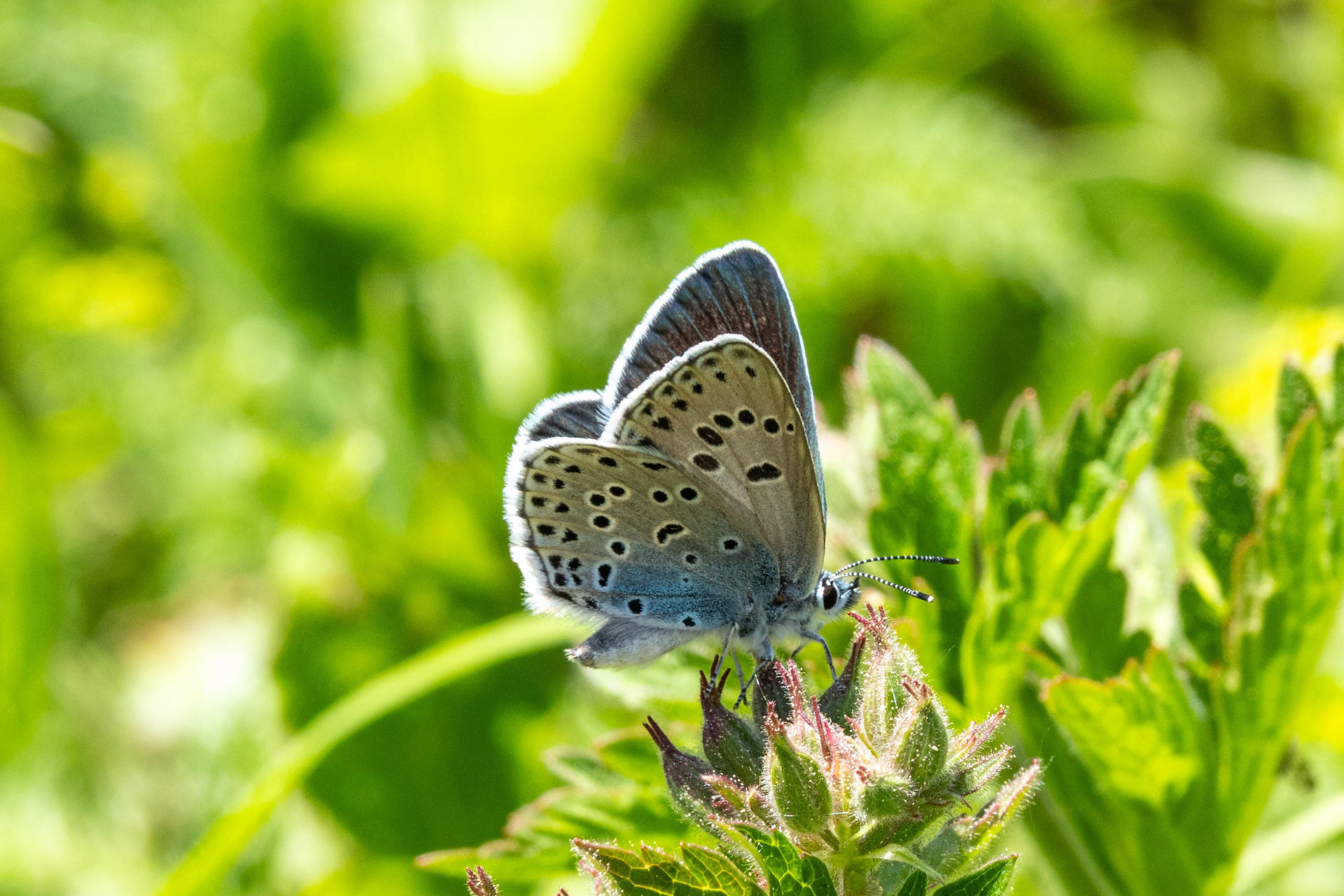 Large Blue