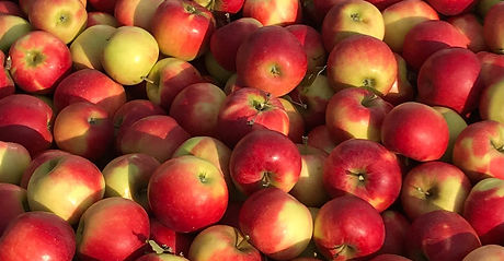 Obst-vom-Rhein-Impressionen-17.jpeg