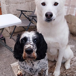Buttons and Nova.jpeg
