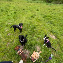 Finn, boo, mavis,auts and coops.jpeg
