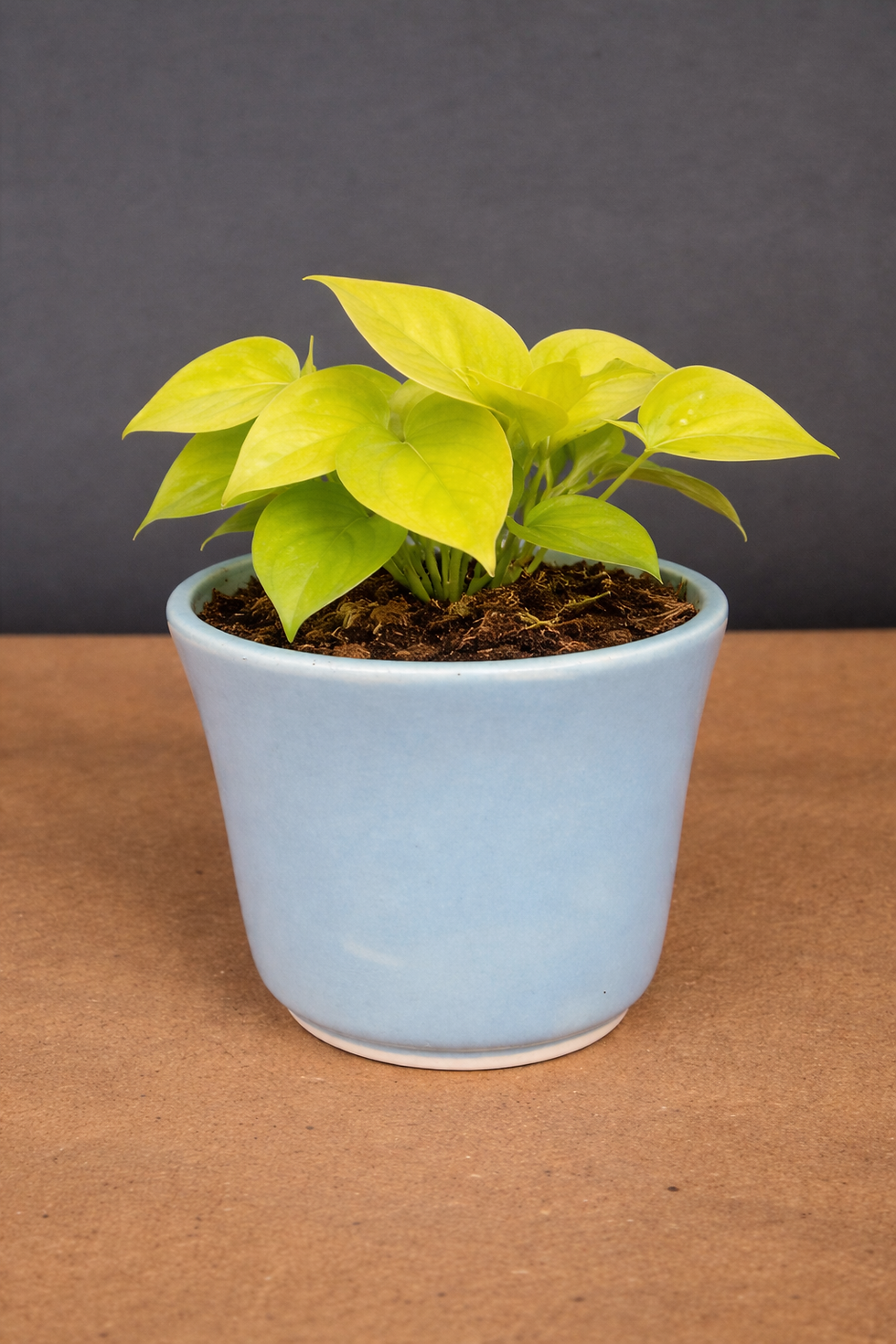Thumbnail: V shape ceramic pot