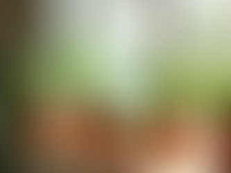 Beginner's Guide to Indoor Gardening at Nilaway