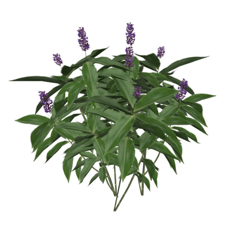 Dichorisandra thyrsiflora (4 variações)