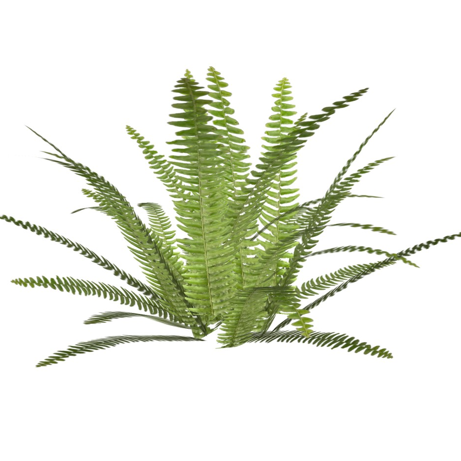 Nephrolepis obliterata
