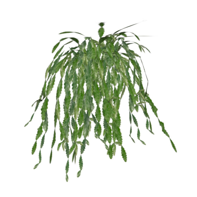 Rhipsalis elliptica (2 variações)
