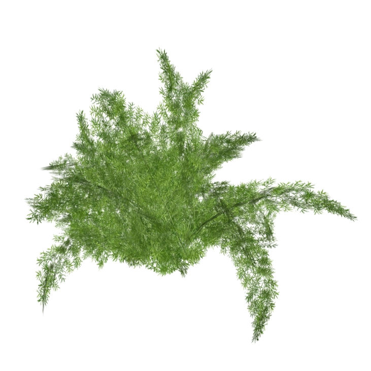Asparagus densiflorus