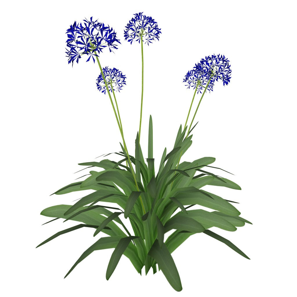 Agapanthus africanus (3 variedades)