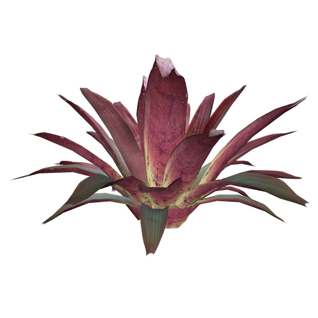 Alcantarea imperialis 'Rubra'