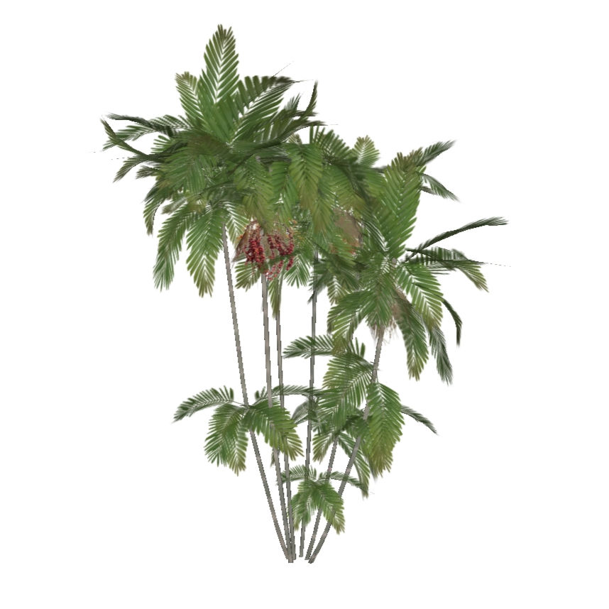 Ptychosperma propinquum - Macarthur (3 variações)