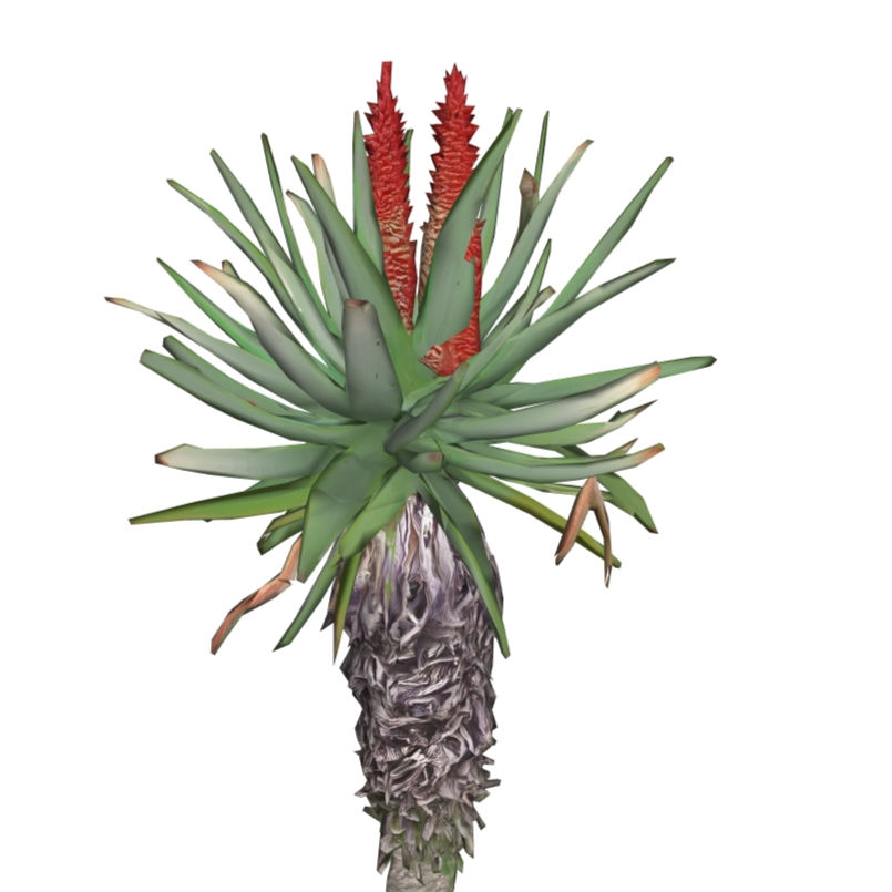 Miniatura: Aloe speciosa (2 variações)