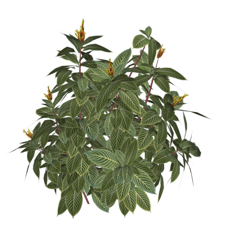 Sanchezia oblonga (3 variações)