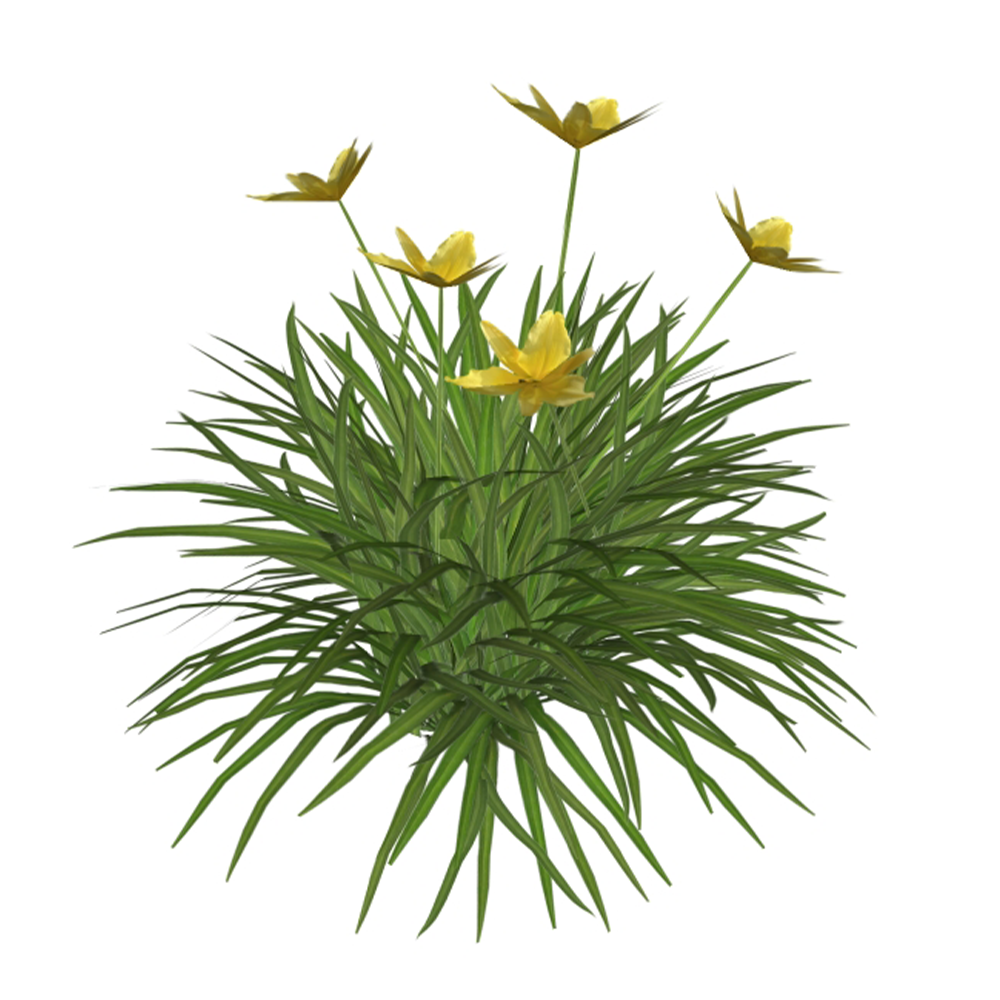 Hemerocallis x hybrida