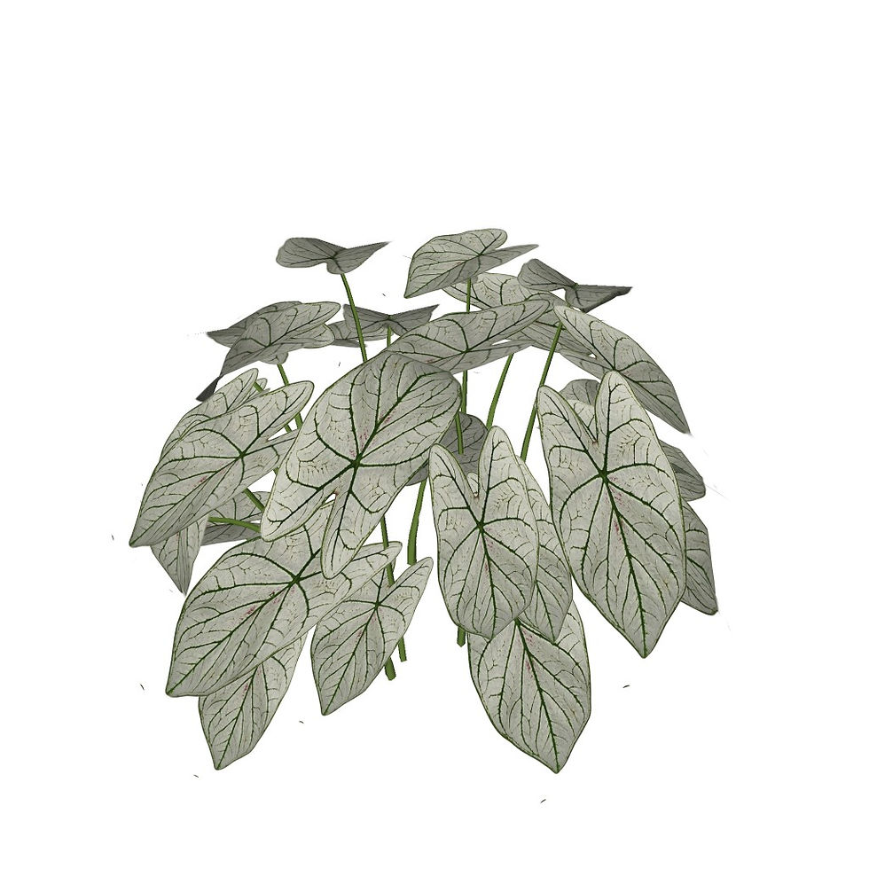 Miniatura: Caladium bicolor (8 variações)