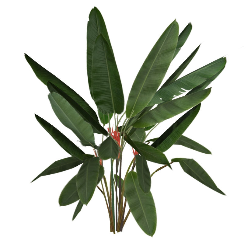 Musa coccinea (3 variações)