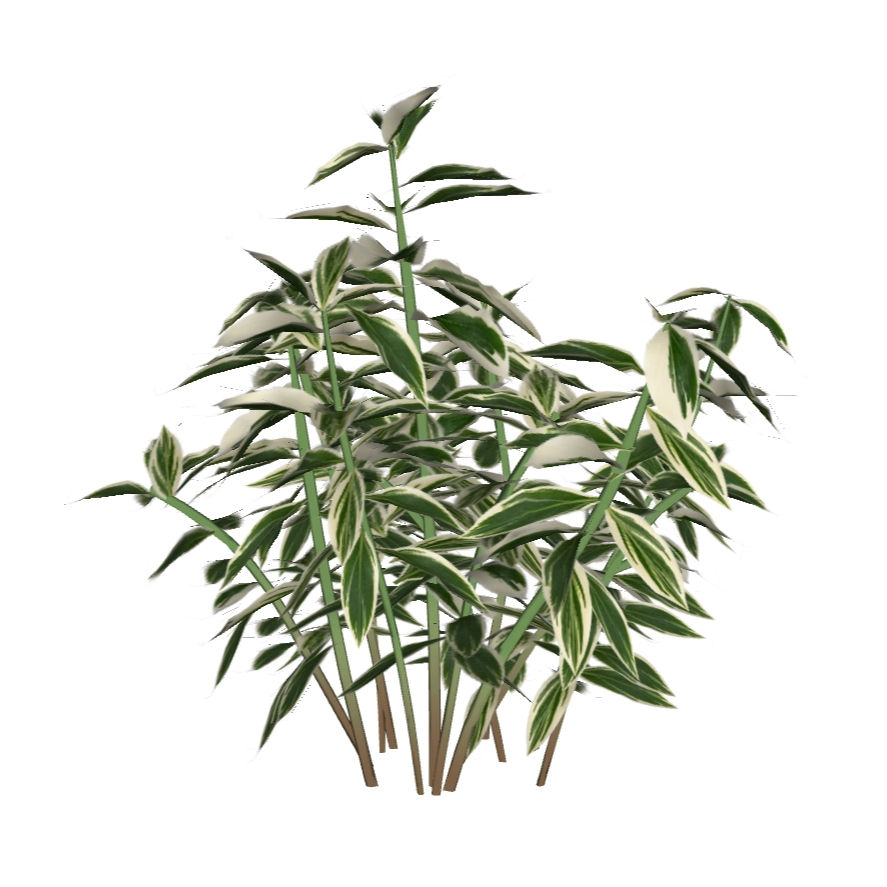 Costus arabicus 'Variegata'