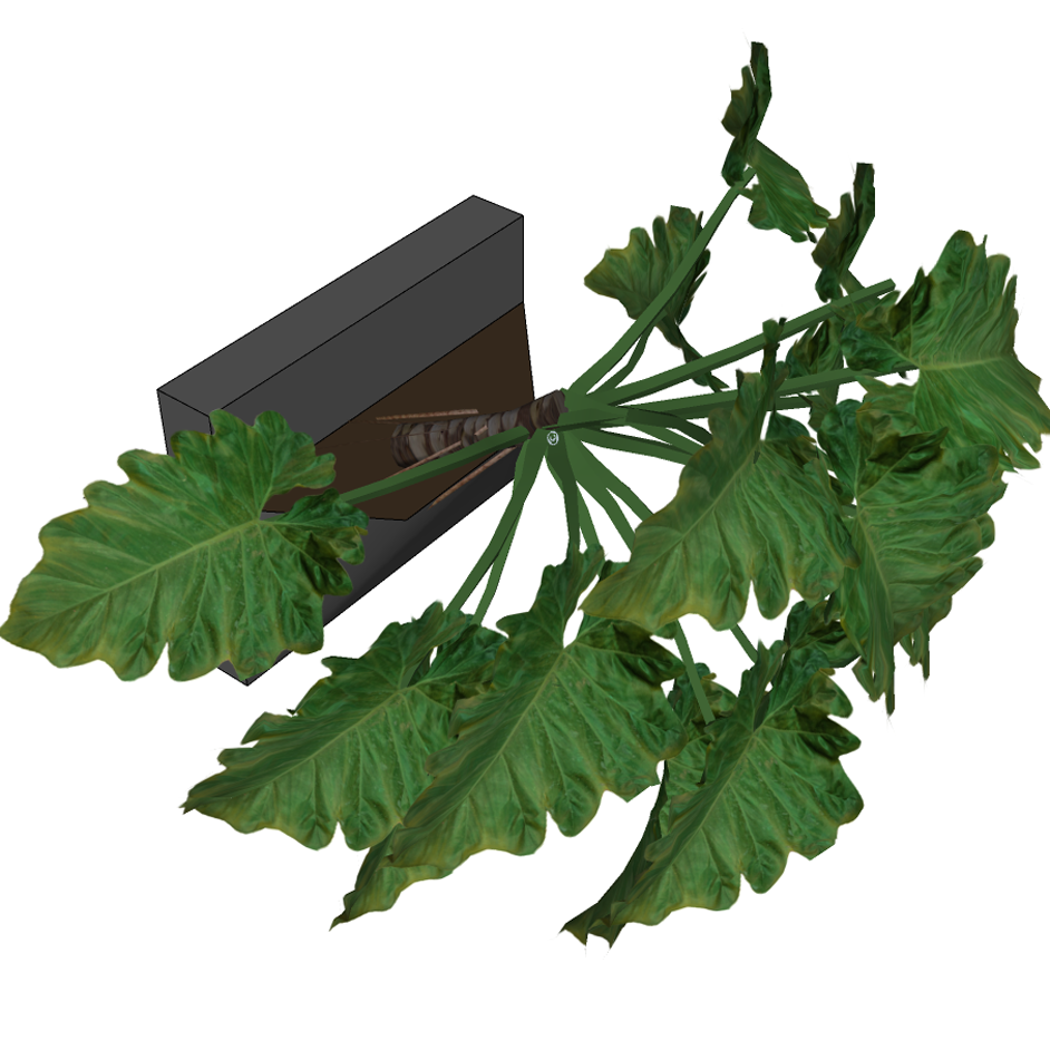 Miniatura: JV - Philodendron undulatum