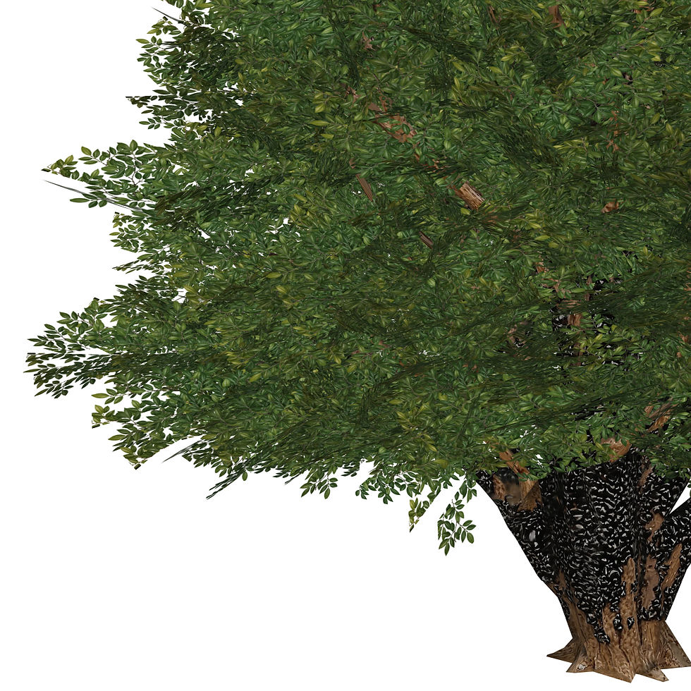 Miniatura: Plinia cauliflora (3 variações)