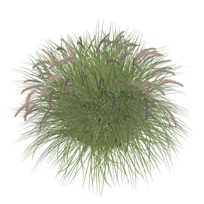 Pennisetum setaceum