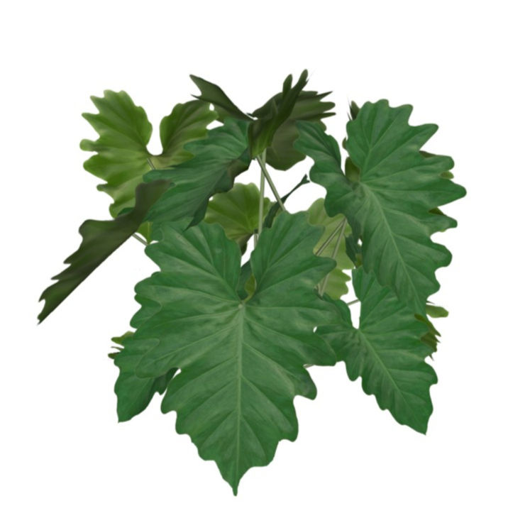 Thaumatophyllum undulatum